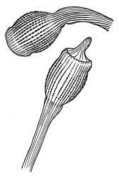 Distichophyllum microcarpum, capsules, dry. Drawn from J.E. Beever 22-04, CHR 104543.
 Image: S. Malcolm © Landcare Research 2017 